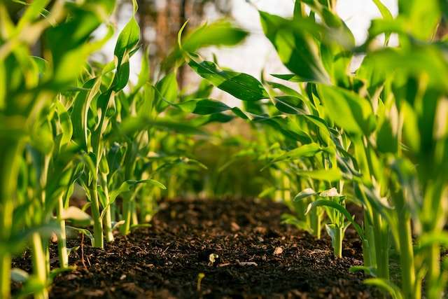 Как определить кислотность почвы: ТОП-4 способа - AgroApp: Быстроекредитование для агробизнеса