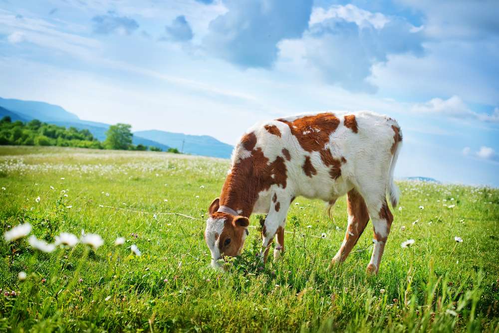 Молочні породи корів в Україні