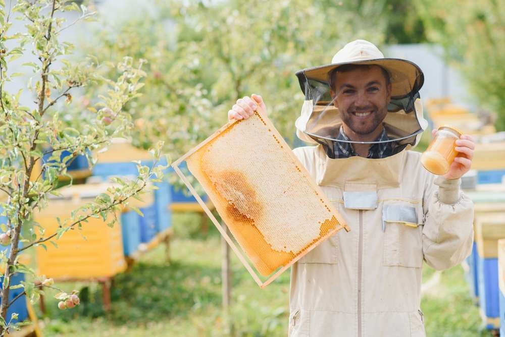 Пчеловодство как бизнес: бизнес-план с расчетами